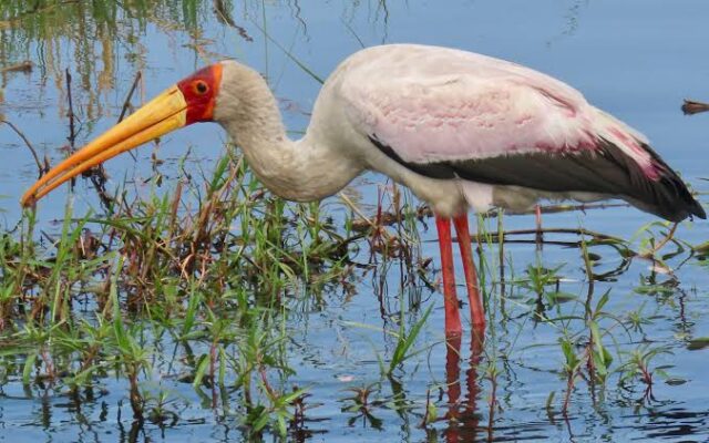 Yellow-billed Stork