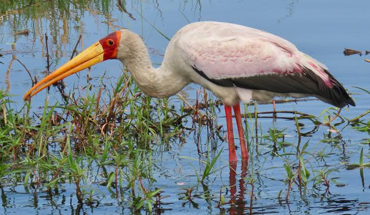 Yellow-billed Stork
