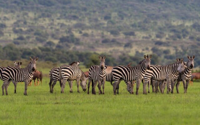 7 Days Rwanda Classic Safari Adventure