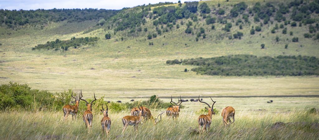 amboseli antelope trip