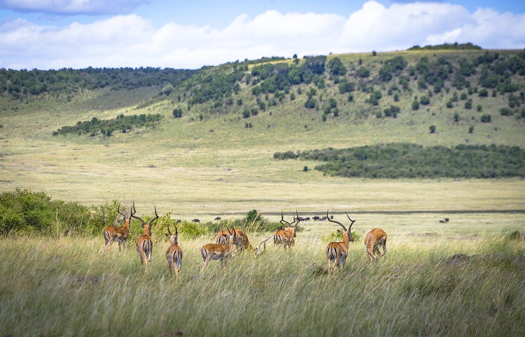 amboseli antelope trip