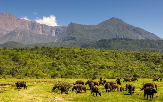 1-Day Wonderful, Arusha NP Day Trip