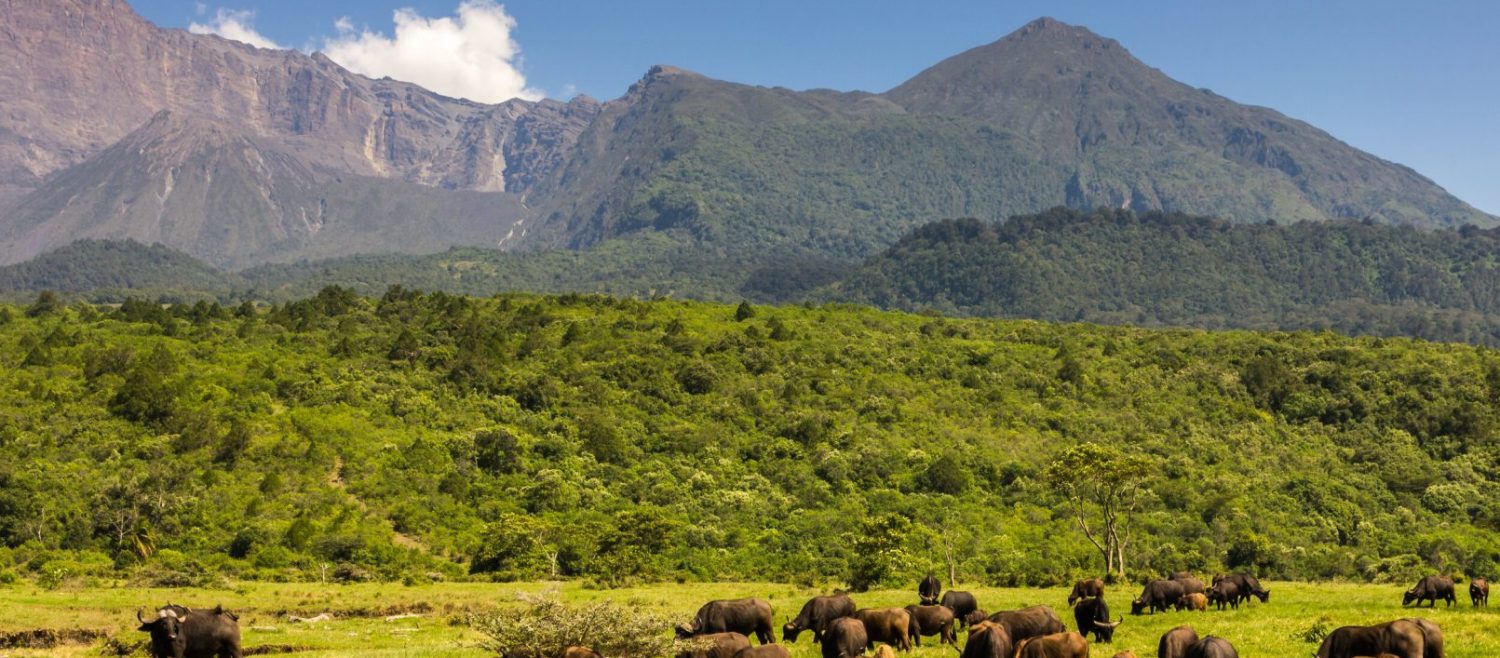 Walking Safari, Cape Buffalo herd in front of Mount Meru, Arusha National Park, Tanzania