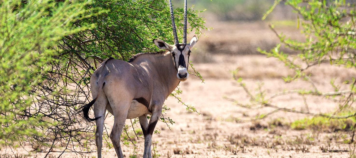 awash5_africa-travel-resource