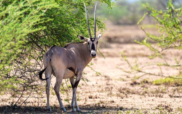 3-Day Wildlife Safari to Awash National Park