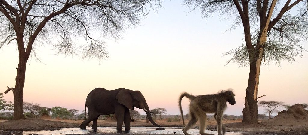 baboon elephant