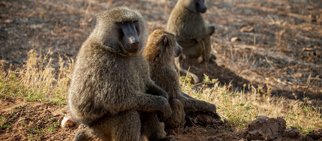 baboon in masai mara