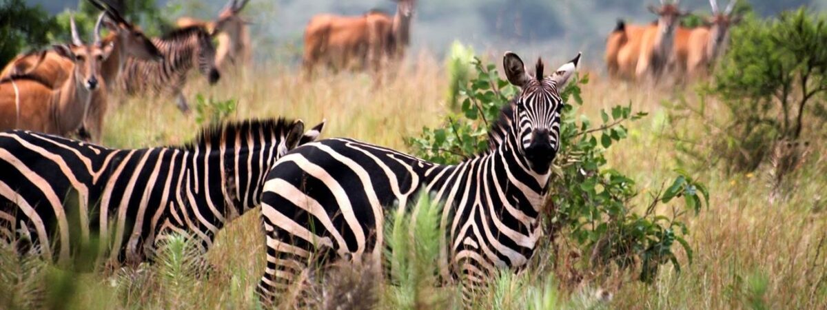 best-of-uganda-safari_ZxMRY