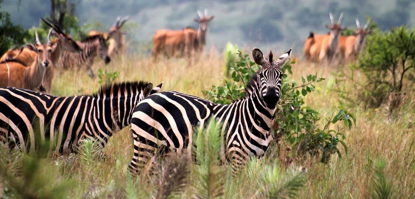 best-of-uganda-safari_ZxMRY