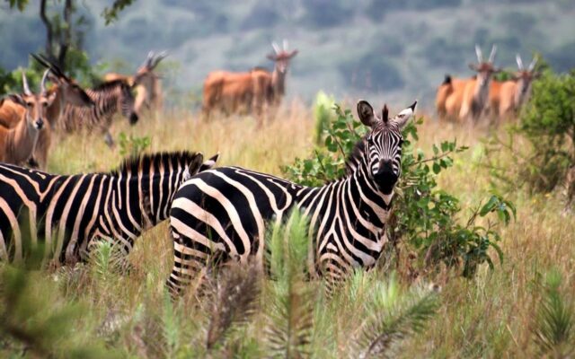 10 Day Best of Uganda Safari