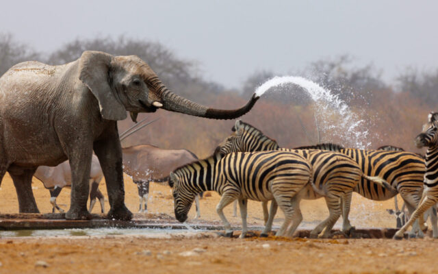 16 Days Best Uganda Safari