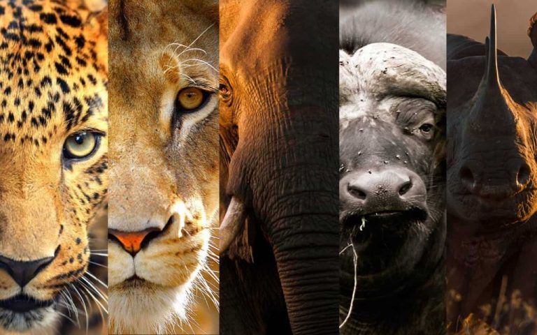 Big Five Safaris in Uganda: Where to See Africa’s Most Famous Animals