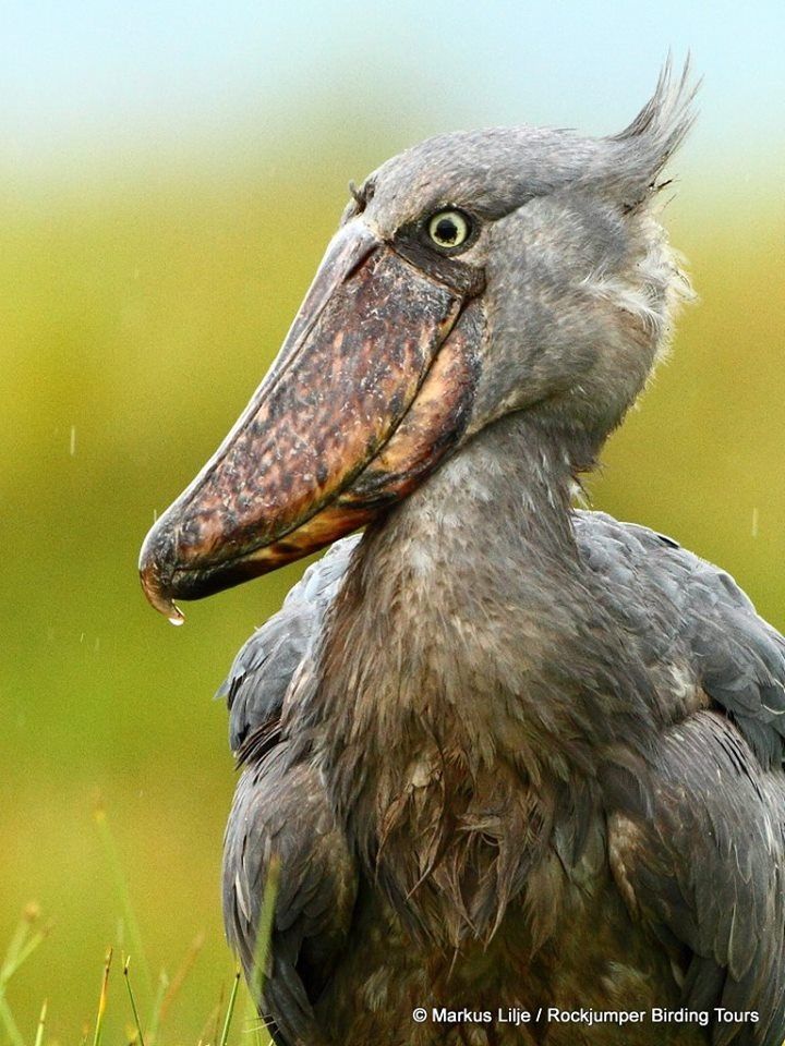 Birding Safaris in Uganda