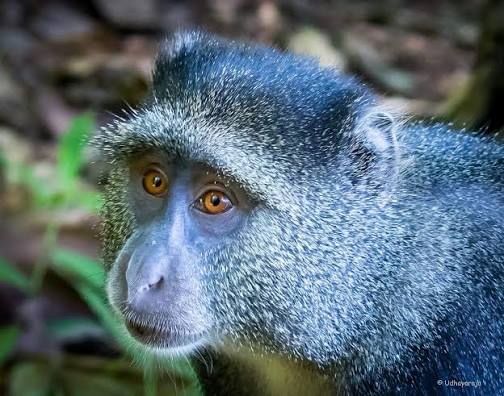 Blue Monkey