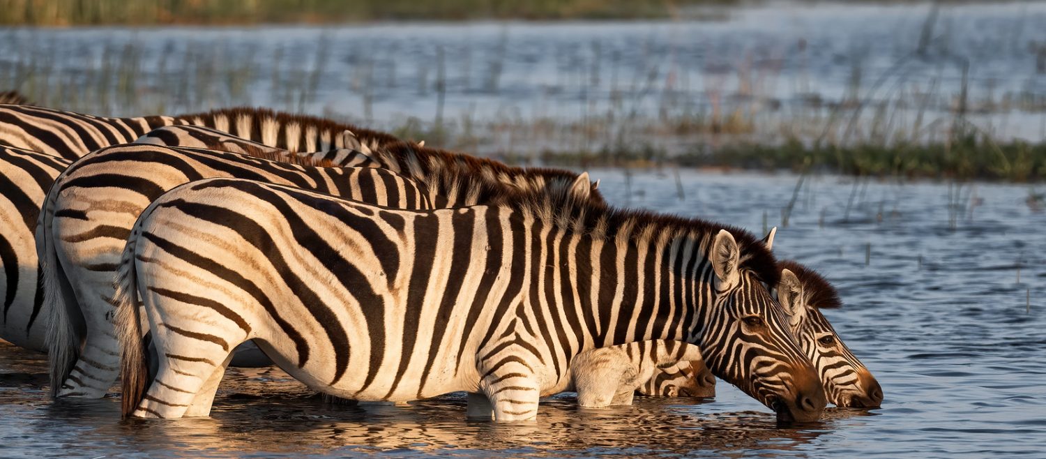 boteti river zebra