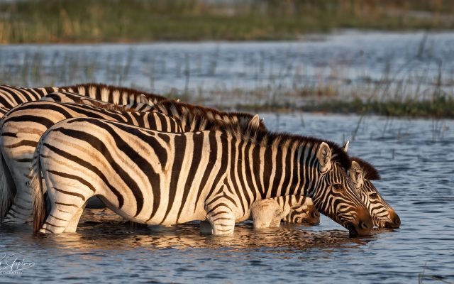 7-Day Kalahari Explorer’s Tour