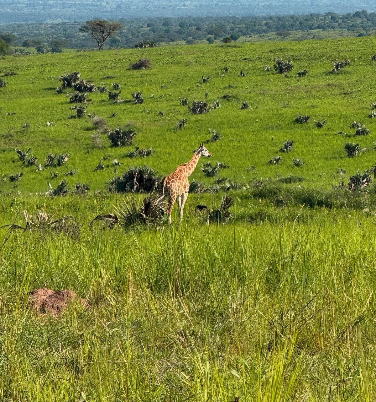 Budget Uganda Safaris
