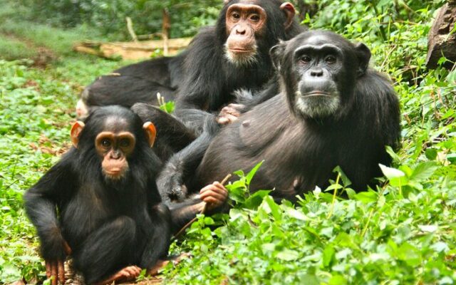 Budongo Chimp Trekking Cost
