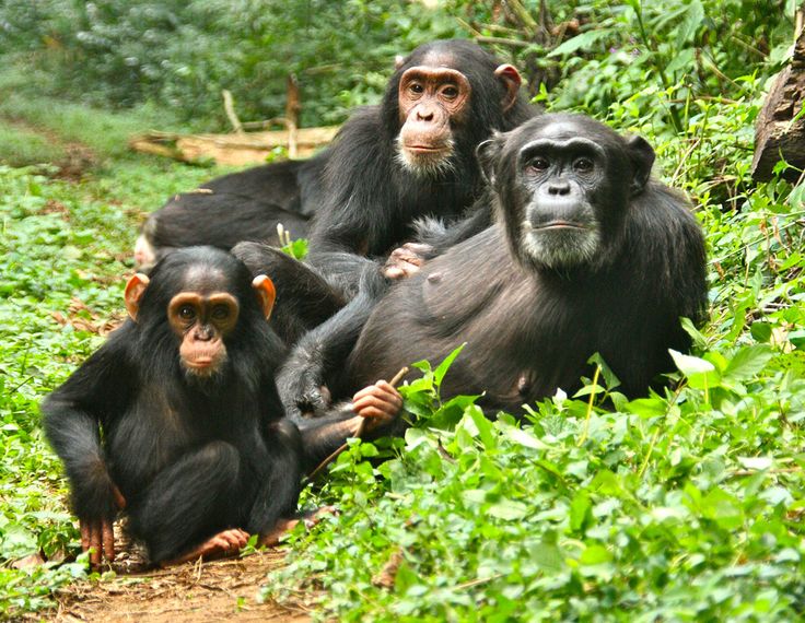Budongo Chimp Trekking Cost — Uganda safari travel guide