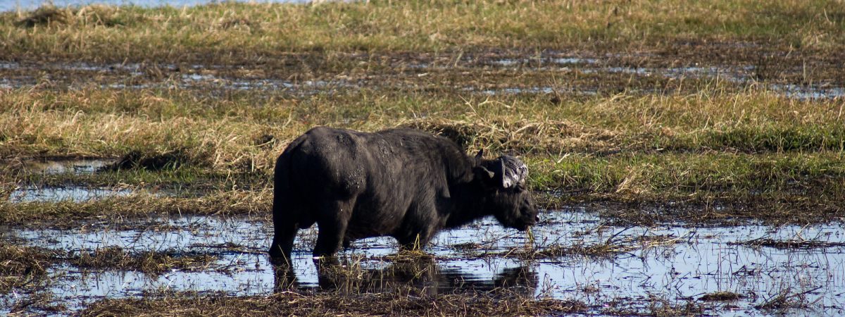 buffalo in chobe