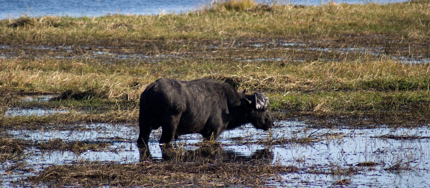 buffalo in chobe