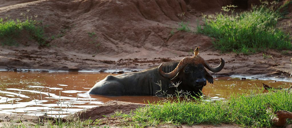 buffalos in kenya