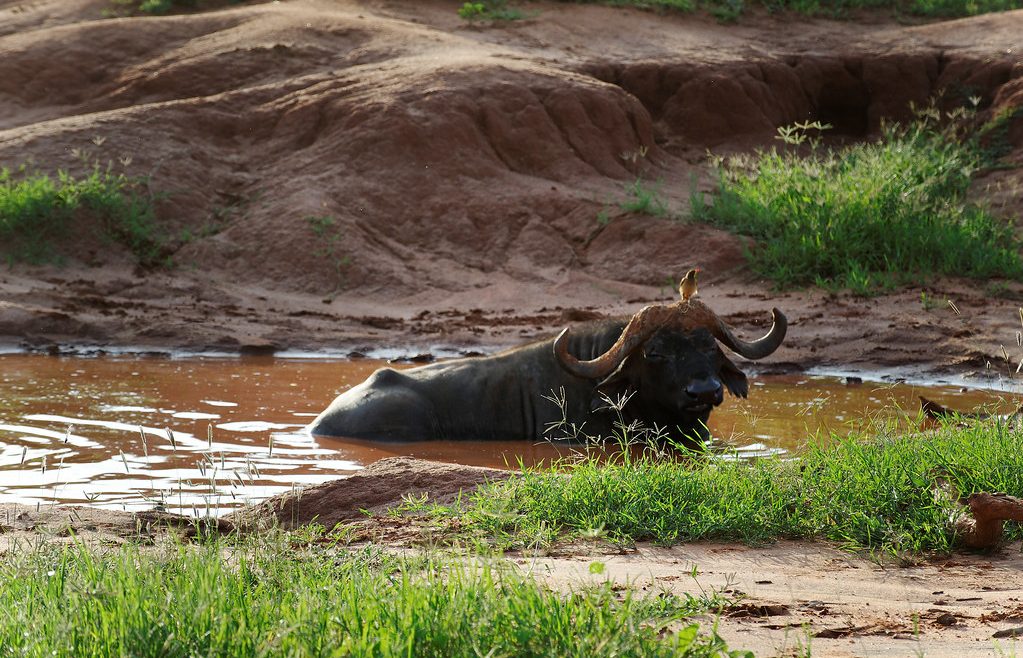 buffalos in kenya
