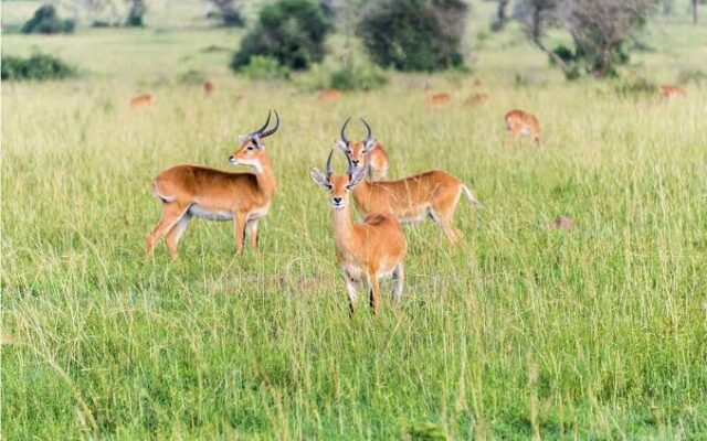 Bugungu Wildlife Reserve