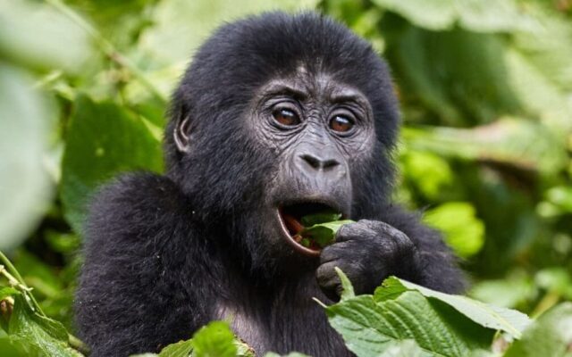 5 Day Gorillas & Wildlife Safari
