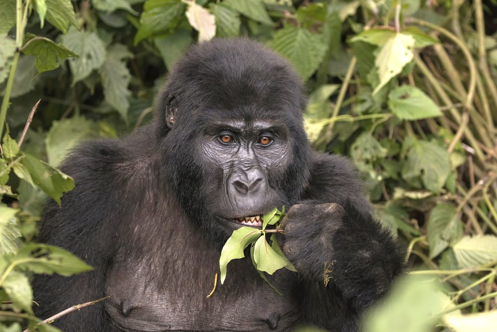 Gorilla Trekking in Uganda