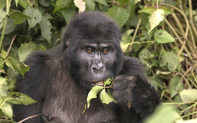 Mountain gorilla trekking in Uganda