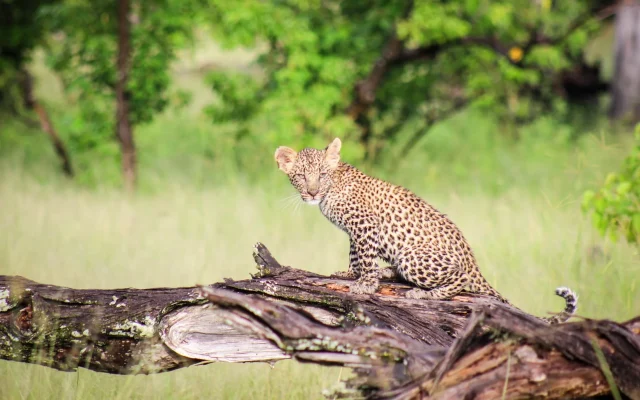 3-Day Moremi Game Reserve Safari