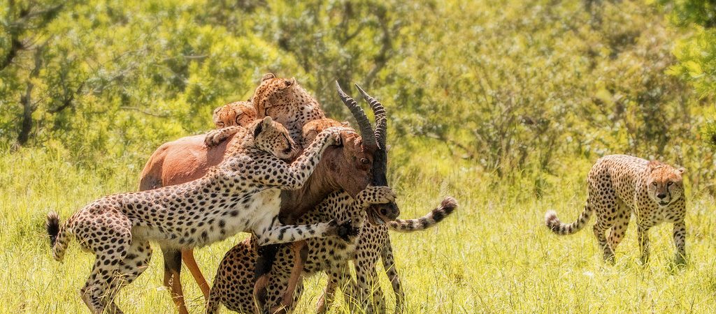 cheetah hunting in the topi masai mara trip