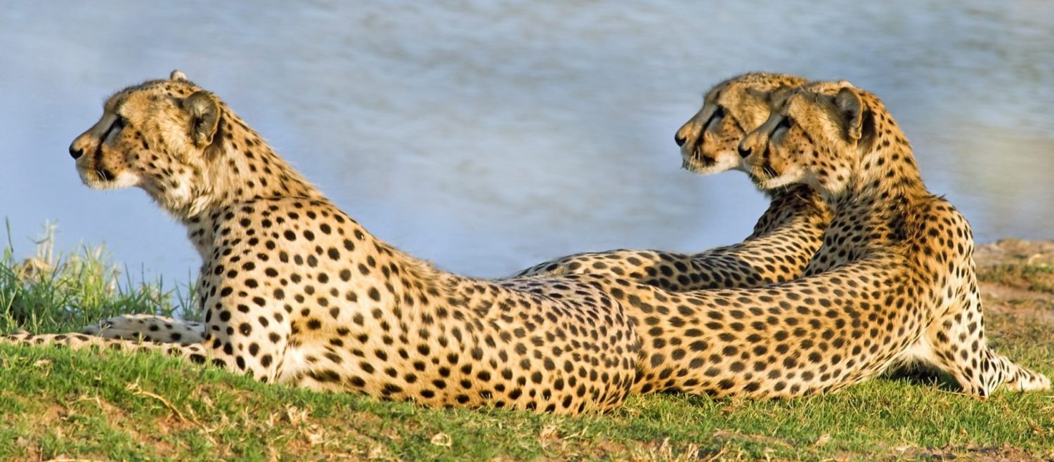 cheetahs in Hwange National Park