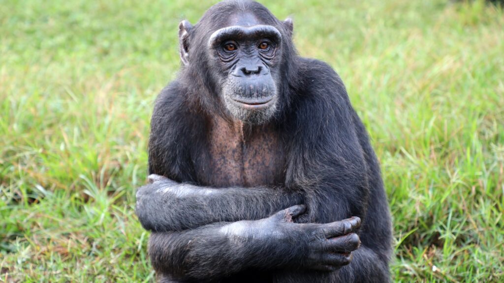 Chimpanzee Tracking Safaris