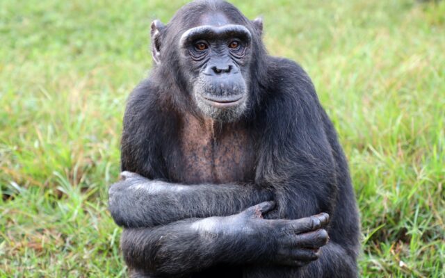 Chimpanzee tracking in Uganda
