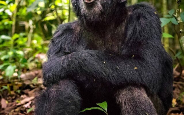 Chimpanzee Habituation Cost Uganda