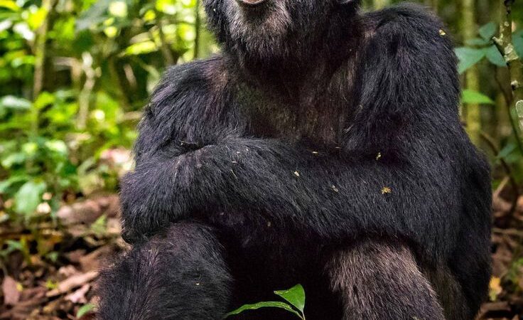 chimp habituation