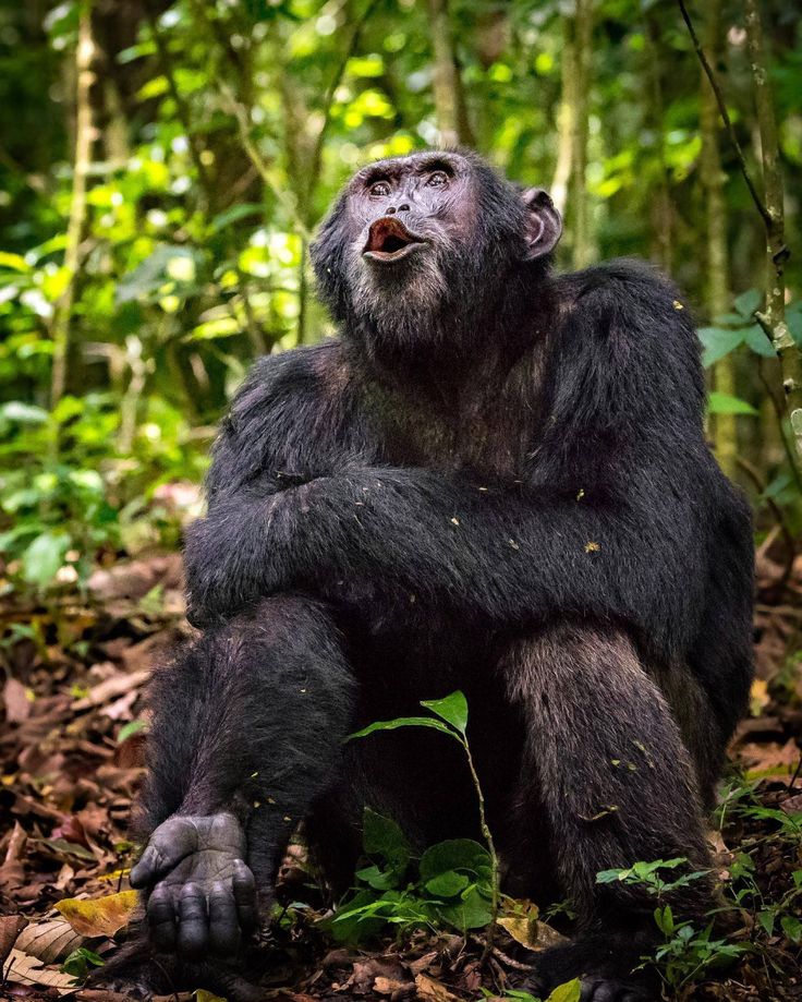 Chimpanzee Habituation Cost Uganda — Uganda safari travel guide