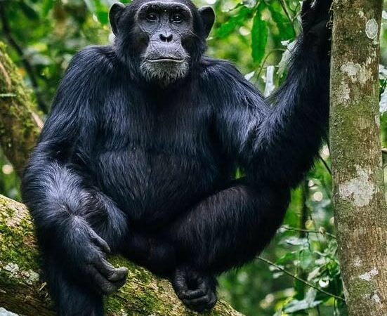 chimp trekking cost