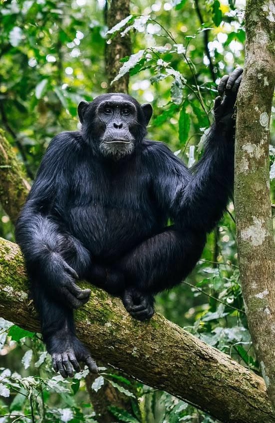 Kibale Chimp Trekking Cost — Uganda safari travel guide