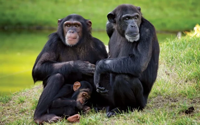 Common Chimpanzee