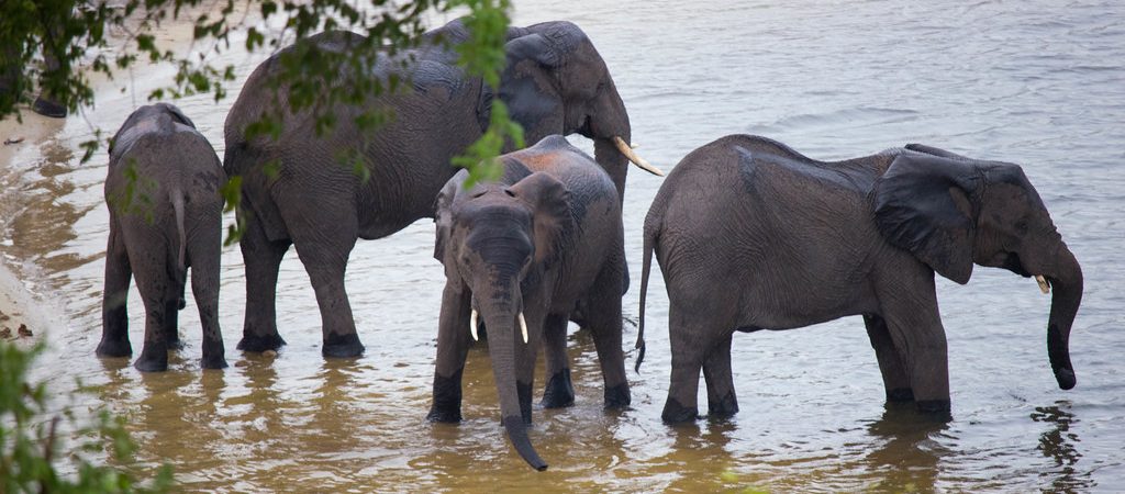 chobe elephant