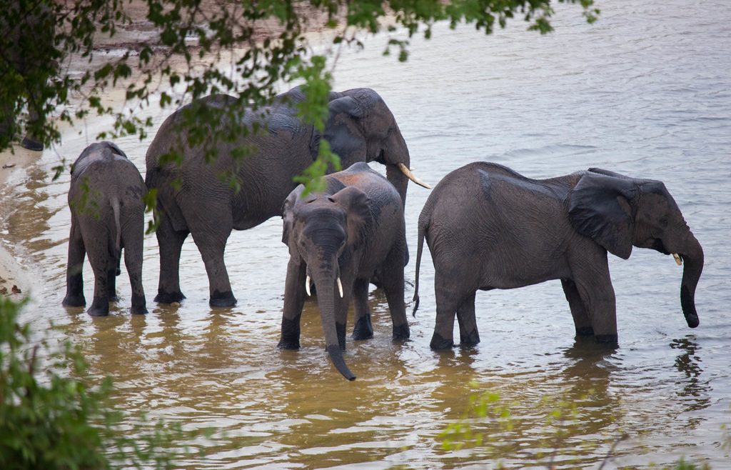 chobe elephant