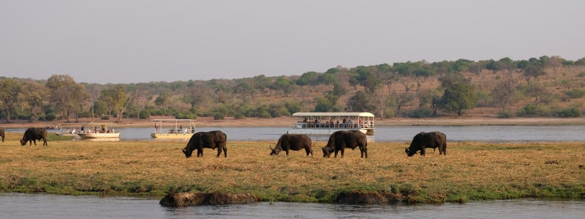 chobe river