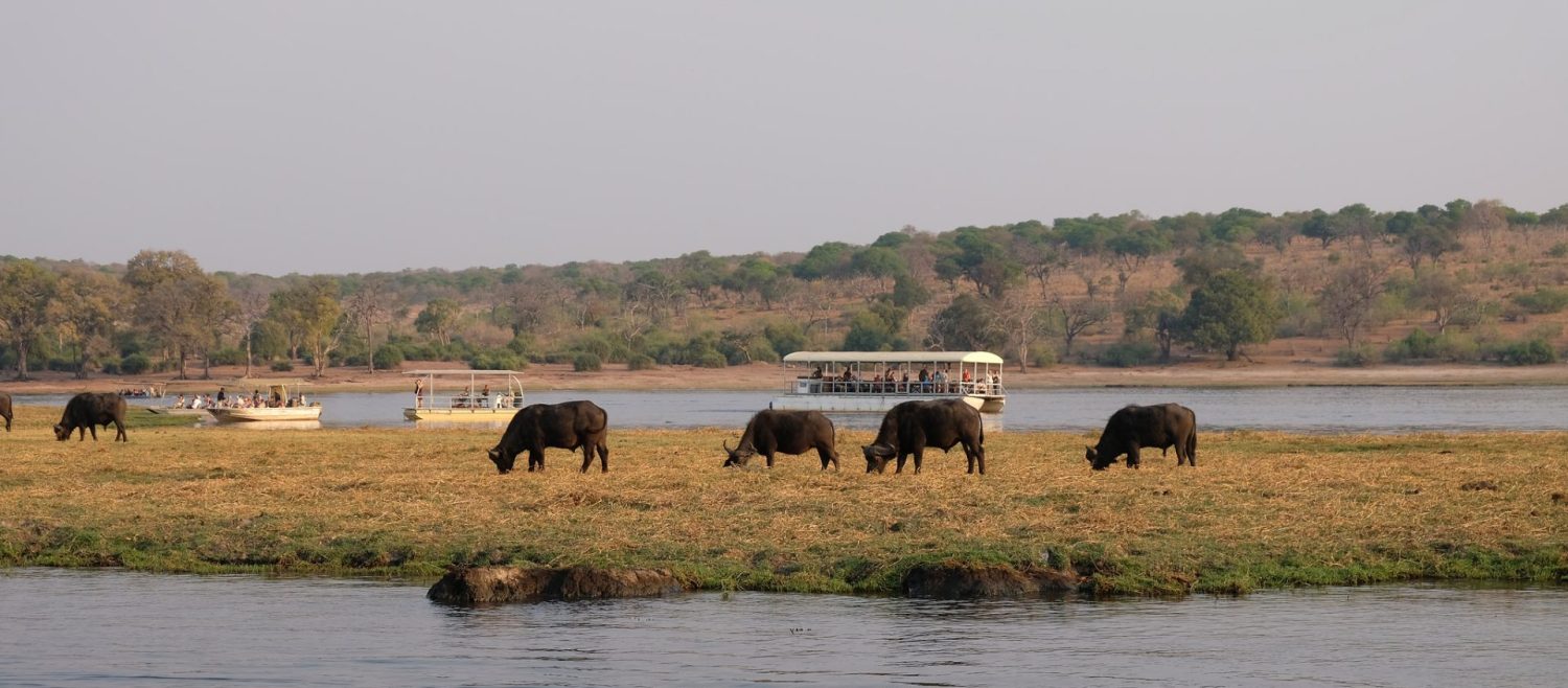 chobe river