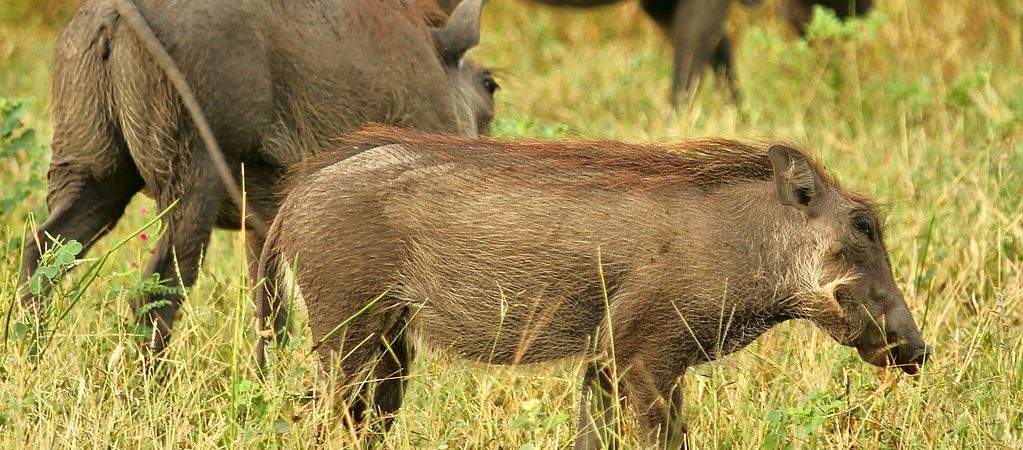 Botswana
