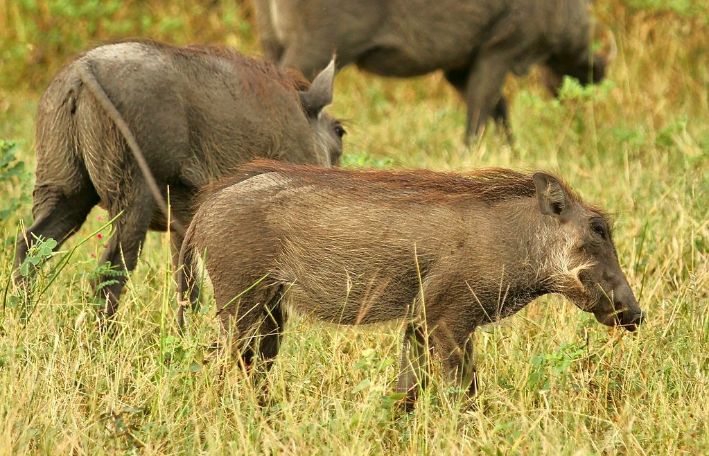 Botswana