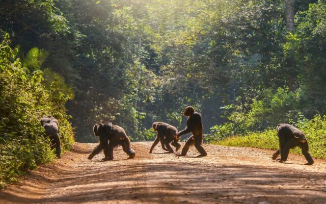 Uganda Safari Cost Breakdown