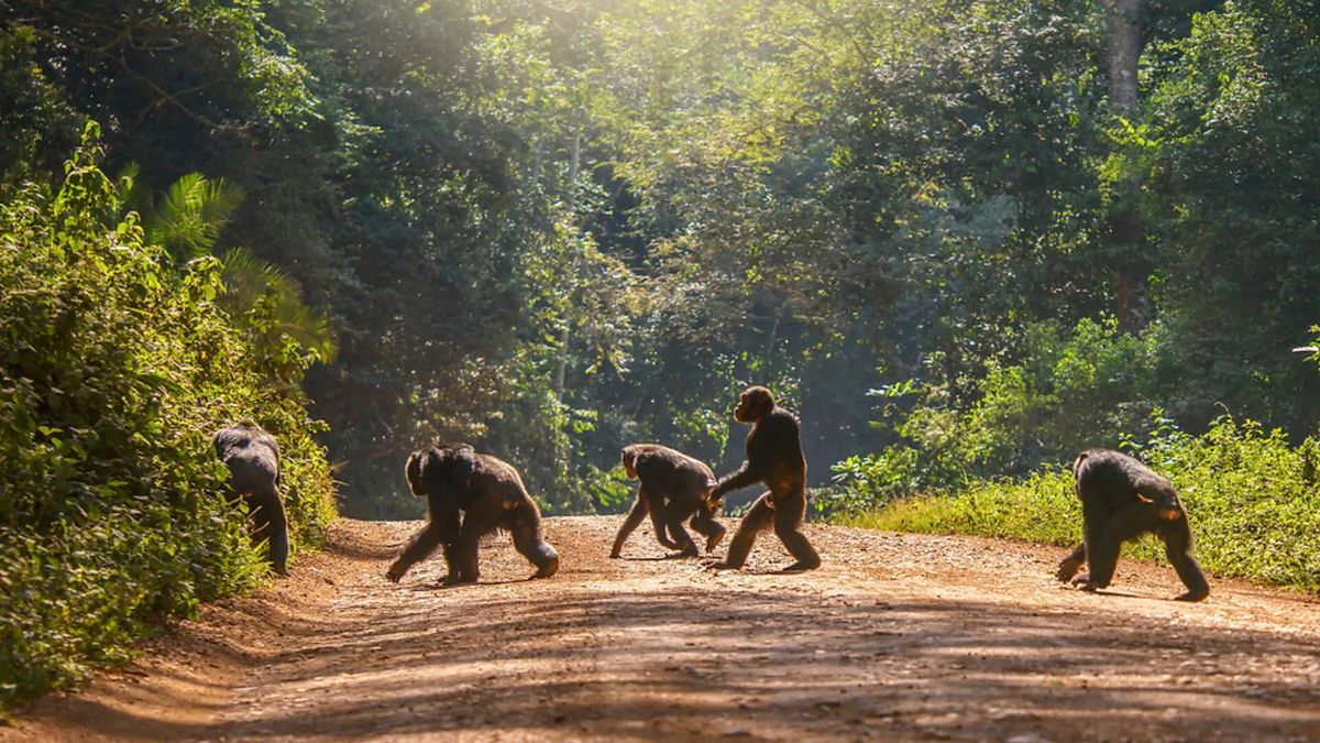 Uganda Safari Cost Breakdown — Uganda safari travel guide